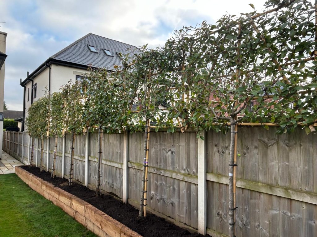 Raised Border & Tree Planting - photo 1