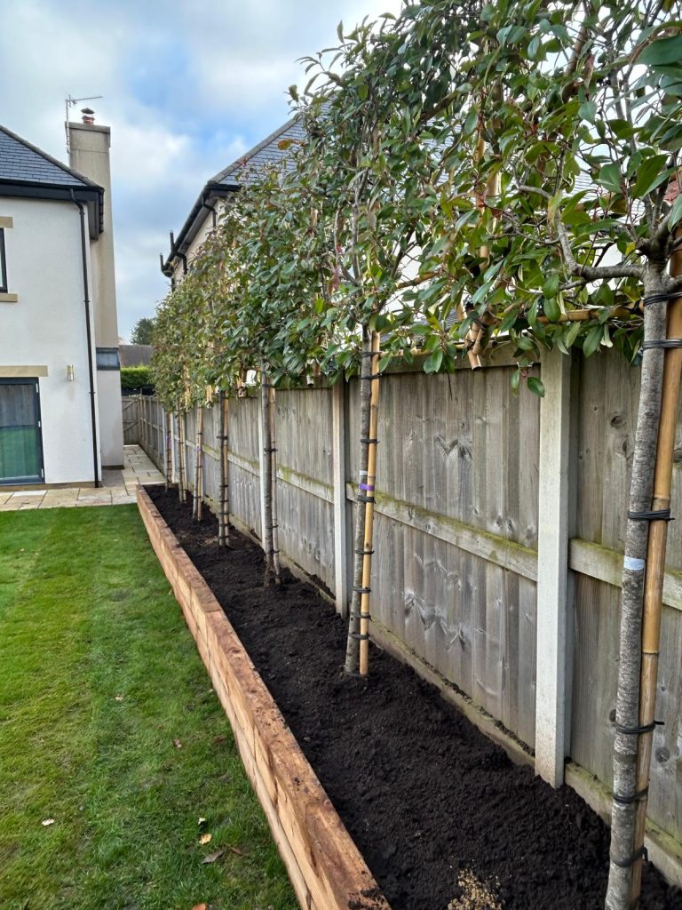 Raised Border & Tree Planting - photo 2